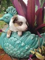 Red collar, a male Toy Australian Shepherd for sale in Vero Beach, FL – 3 of 8