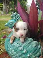 Red collar, a male Toy Australian Shepherd for sale in Vero Beach, FL – 5 of 8