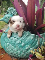 Red collar, a male Toy Australian Shepherd for sale in Vero Beach, FL – 4 of 8
