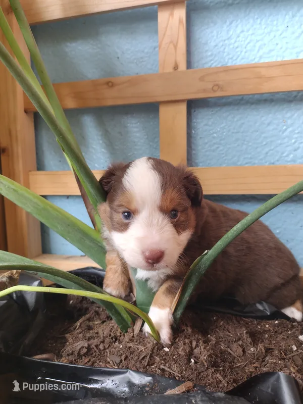 Green collar  – Toy Australian Shepherd puppy for sale in Vero Beach, FL