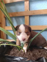 Green collar , a male Toy Australian Shepherd for sale in Vero Beach, FL – 1 of 3