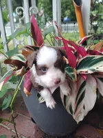 Yellow collar, a male Toy Australian Shepherd for sale in Vero Beach, FL – 6 of 6