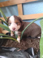Green collar , a male Toy Australian Shepherd for sale in Vero Beach, FL – 3 of 3