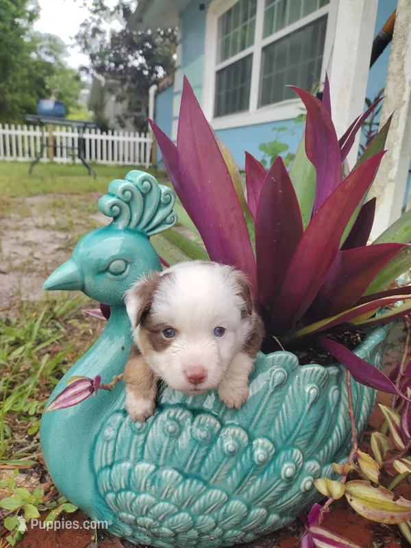 Red collar – Toy Australian Shepherd puppy for sale in Vero Beach, FL