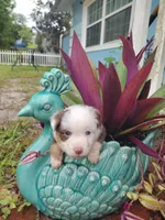Red collar, a male Toy Australian Shepherd for sale in Vero Beach, FL – 1 of 8