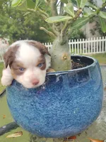 Purple collar, a female Toy Australian Shepherd for sale in Vero Beach, FL – 5 of 5