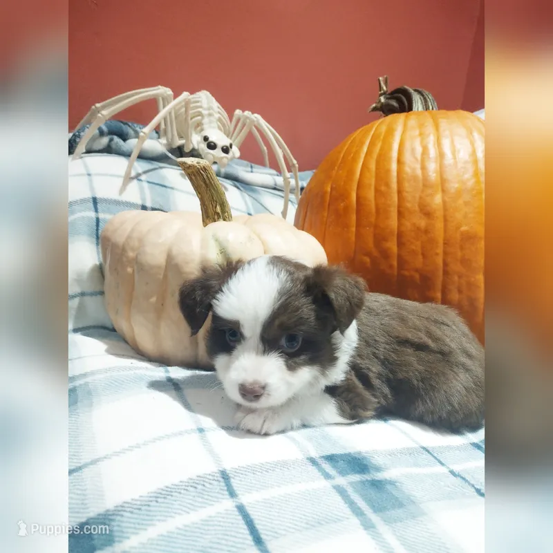 Yellow collar – Toy Australian Shepherd puppy for sale in Vero Beach, FL