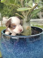 Purple collar, a female Toy Australian Shepherd for sale in Vero Beach, FL – 4 of 5