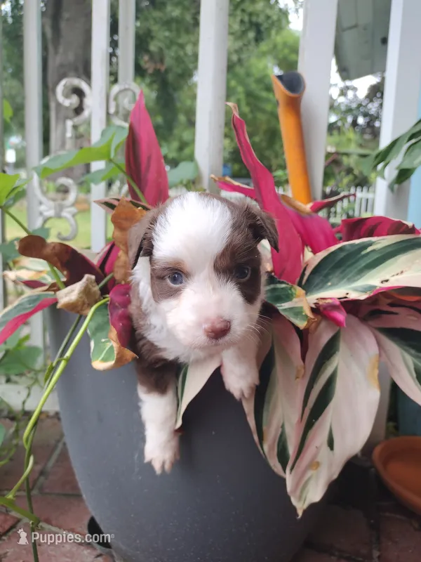 Yellow collar – Toy Australian Shepherd puppy for sale in Vero Beach, FL