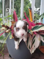 Yellow collar, a male Toy Australian Shepherd for sale in Vero Beach, FL – 1 of 6
