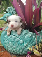 Red collar, a male Toy Australian Shepherd for sale in Vero Beach, FL – 7 of 8