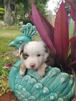 Red collar, a male Toy Australian Shepherd for sale in Vero Beach, FL – 6 of 8