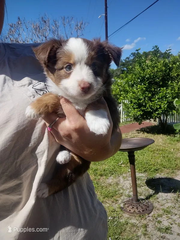 Green collar  – Toy Australian Shepherd puppy for sale in Vero Beach, FL