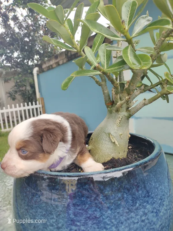 Purple collar – Toy Australian Shepherd puppy for sale in Vero Beach, FL