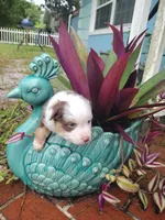 Red collar, a male Toy Australian Shepherd for sale in Vero Beach, FL – 8 of 8