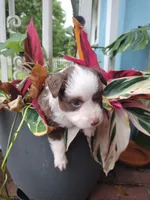Yellow collar, a male Toy Australian Shepherd for sale in Vero Beach, FL – 5 of 6