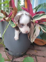 Yellow collar, a male Toy Australian Shepherd for sale in Vero Beach, FL – 2 of 6