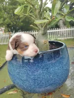 Purple collar, a female Toy Australian Shepherd for sale in Vero Beach, FL – 3 of 5