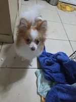 Kaiser, a male Pomeranian for sale in Cleveland, OH – 7 of 7