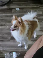 Kaiser, a male Pomeranian for sale in Cleveland, OH – 2 of 7