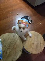 Kaiser, a male Pomeranian for sale in Cleveland, OH – 6 of 7