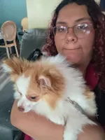 Kaiser, a male Pomeranian for sale in Cleveland, OH – 3 of 7