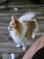Kaiser, a male Pomeranian for sale in Cleveland, OH – 5 of 7