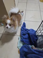 Kaiser, a male Pomeranian for sale in Cleveland, OH – 4 of 7