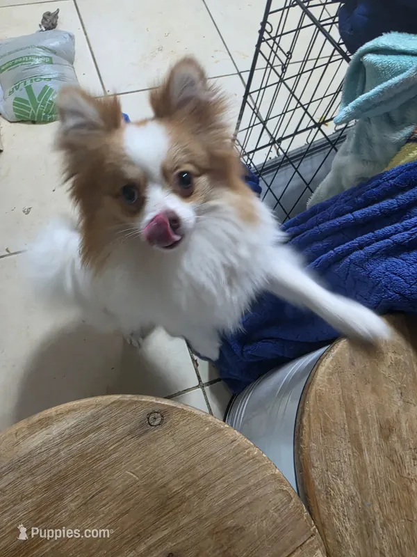 Kaiser – Pomeranian puppy for sale in Cleveland, OH