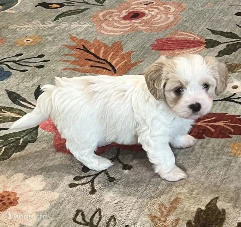 Oscar – Cavalier King Charles Spaniel, Havanese puppy for sale in McLouth, KS