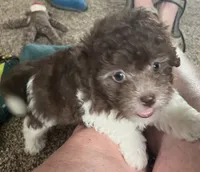 Cricket , a female Havanese for sale in McLouth, KS – 2 of 3