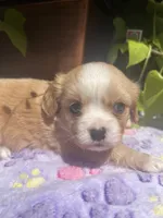 Peaches, a female Cavalier King Charles Spaniel and Havanese for sale in McLouth, KS – 4 of 4