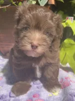 Mocha, a female Havanese for sale in McLouth, KS – 2 of 3