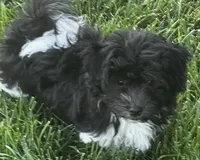 Chester, a male Havanese for sale in McLouth, KS – 5 of 5