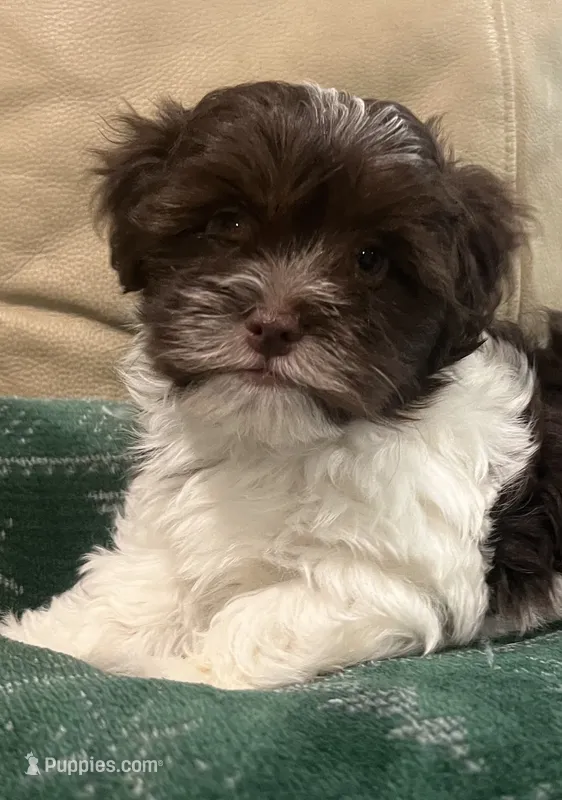 Fritz – Havanese puppy for sale in McLouth, KS