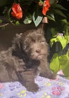 Mocha, a female Havanese for sale in McLouth, KS – 3 of 3