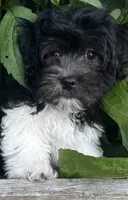 Chester, a male Havanese for sale in McLouth, KS – 4 of 5