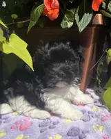Chester, a male Havanese for sale in McLouth, KS – 2 of 3
