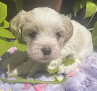 Oscar, a male Cavalier King Charles Spaniel and Havanese for sale in McLouth, KS – 2 of 3