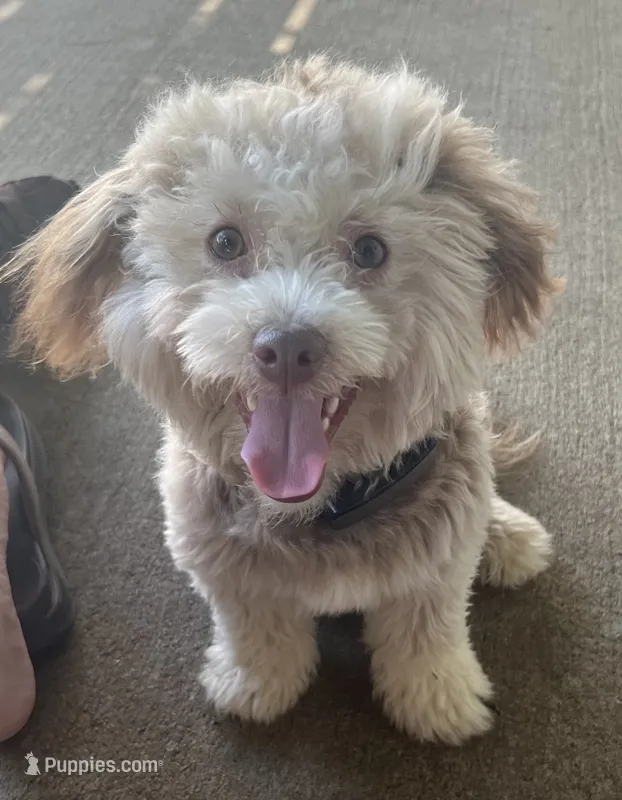 Hershey – Havanese puppy for sale in McLouth, KS