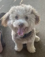 Hershey, a male Havanese for sale in McLouth, KS – 1 of 3