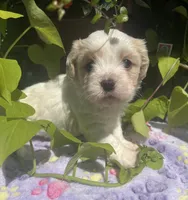 Oscar, a male Cavalier King Charles Spaniel and Havanese for sale in McLouth, KS – 3 of 3