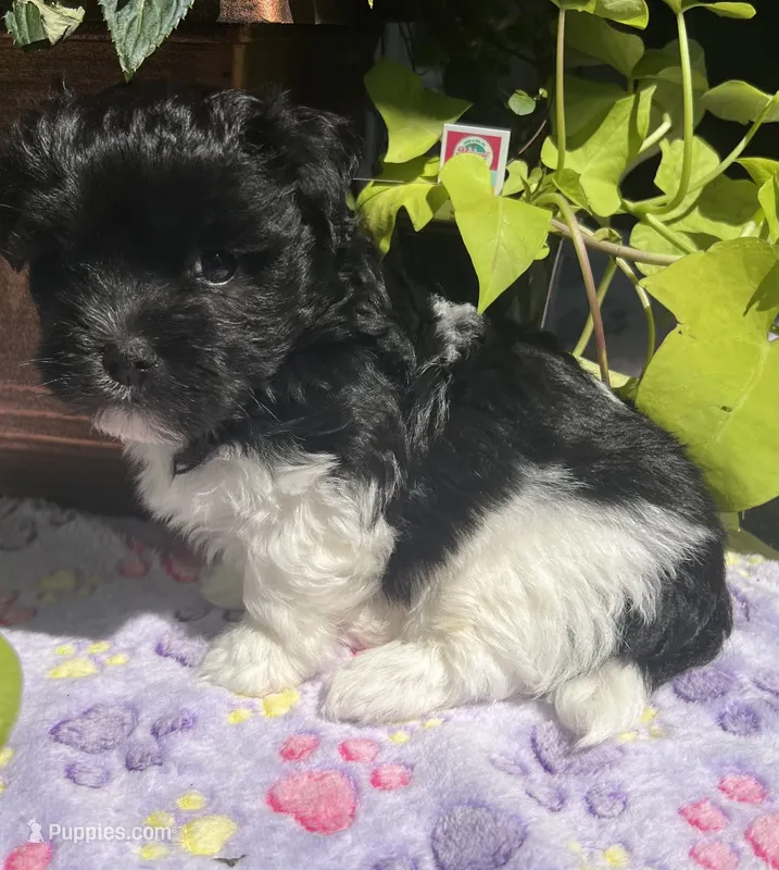 Chester – Havanese puppy for sale in McLouth, KS