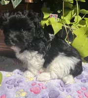 Chester, a male Havanese for sale in McLouth, KS – 3 of 3