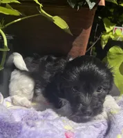 Kip, a male Havanese for sale in McLouth, KS – 4 of 4