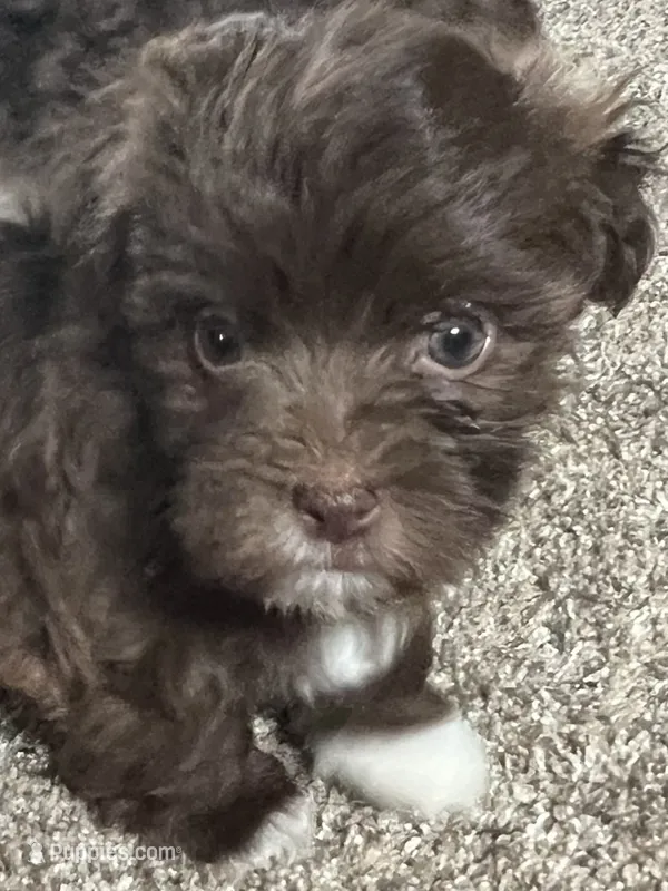 Brownie – Havanese puppy for sale in McLouth, KS