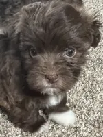Brownie, a female Havanese for sale in McLouth, KS – 2 of 4