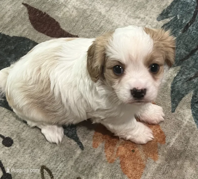 Honey – Cavalier King Charles Spaniel, Havanese puppy for sale in McLouth, KS