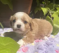 Peaches, a female Cavalier King Charles Spaniel and Havanese for sale in McLouth, KS – 3 of 4