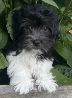 Chester, a male Havanese for sale in McLouth, KS – 2 of 5